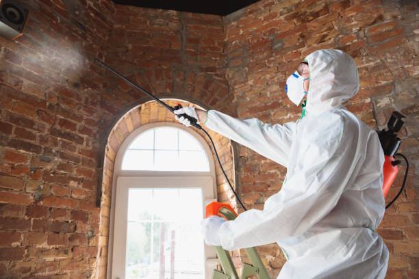 Why You Should Choose Our Mold Remediation Services in Crosspointe, VA